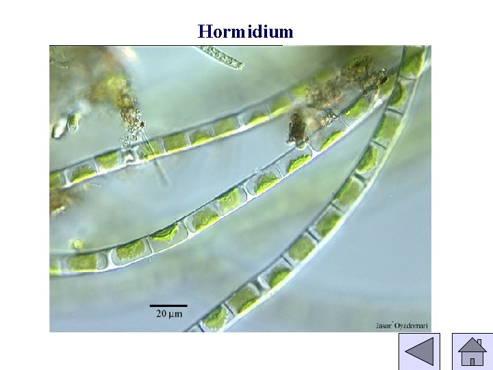 Hormidium 