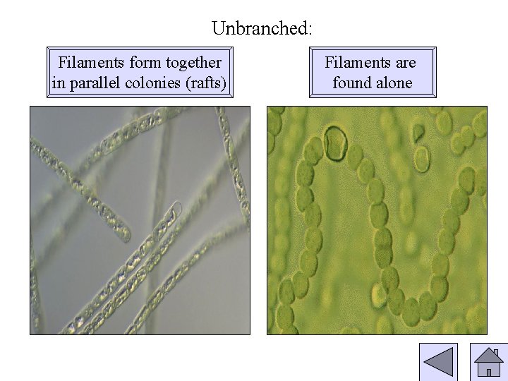 Unbranched: Filaments form together in parallel colonies (rafts) Filaments are found alone 