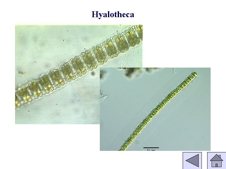 Hyalotheca 