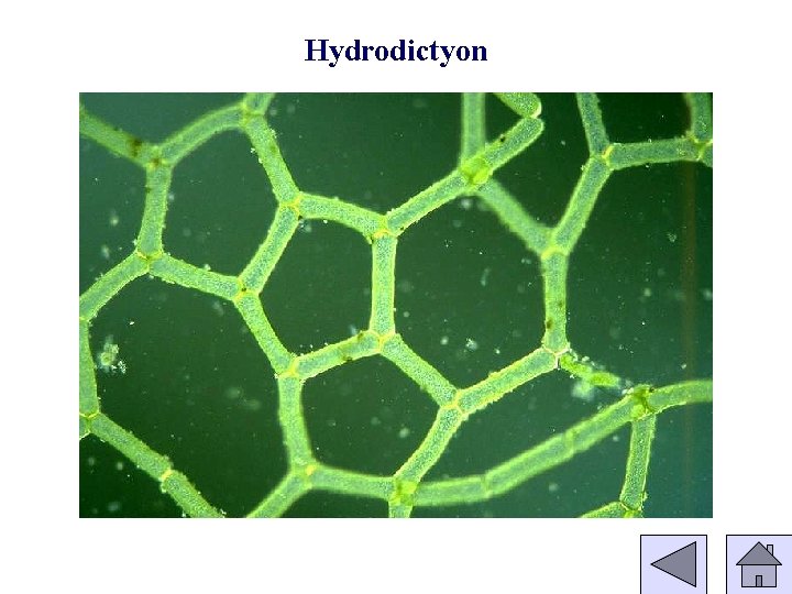 Hydrodictyon 