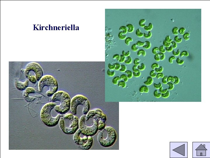 Kirchneriella 