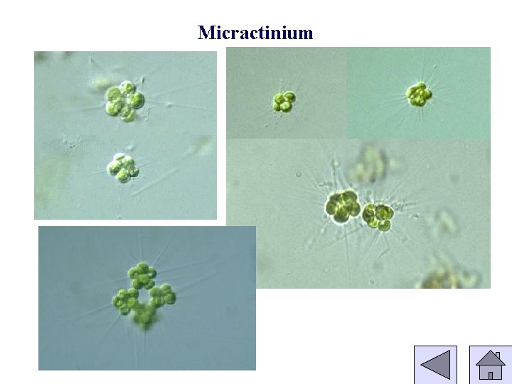 Micractinium 