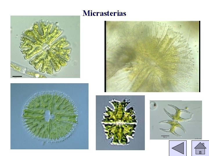 Micrasterias 