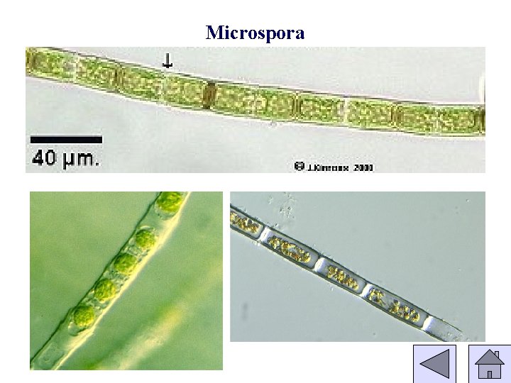 Microspora 