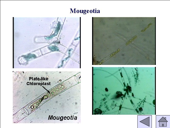 Mougeotia (Conjugating) 
