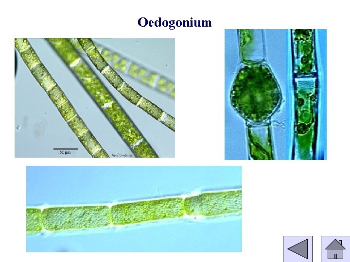 Oedogonium 