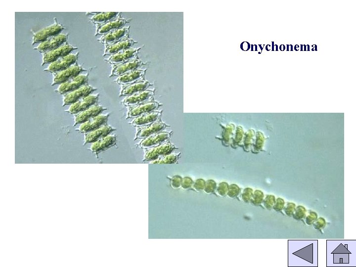 Onychonema 