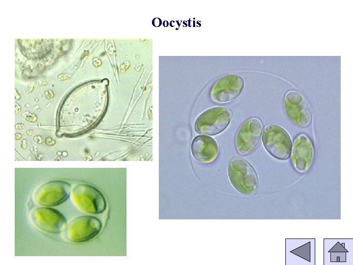 Oocystis 