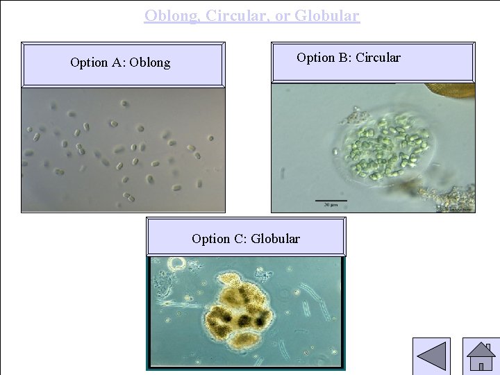Oblong, Circular, or Globular Option A: Oblong Option B: Circular Option C: Globular 