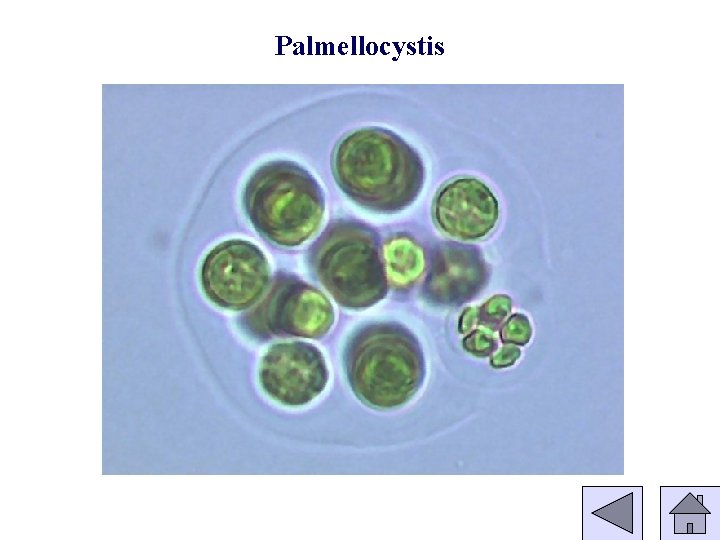 Palmellocystis 