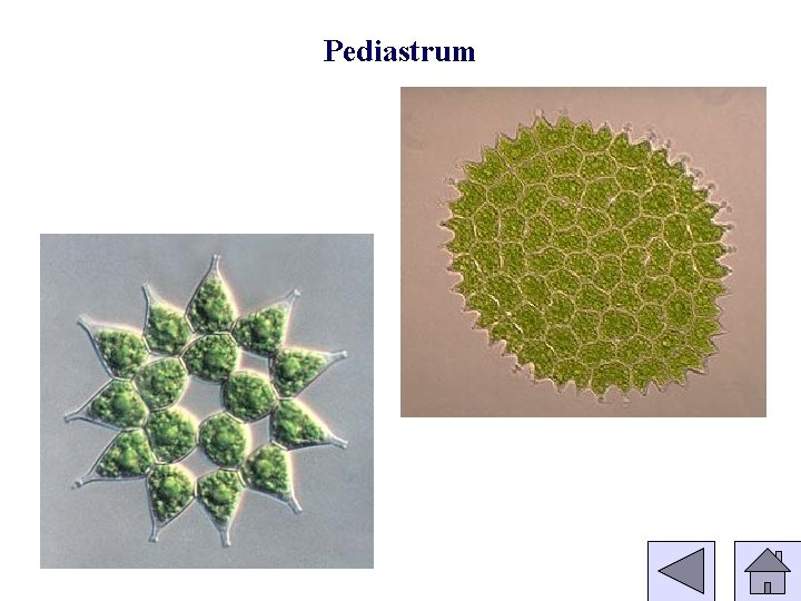 Pediastrum 