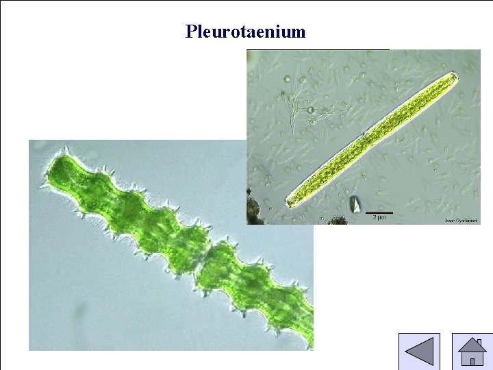 Pleurotaenium 