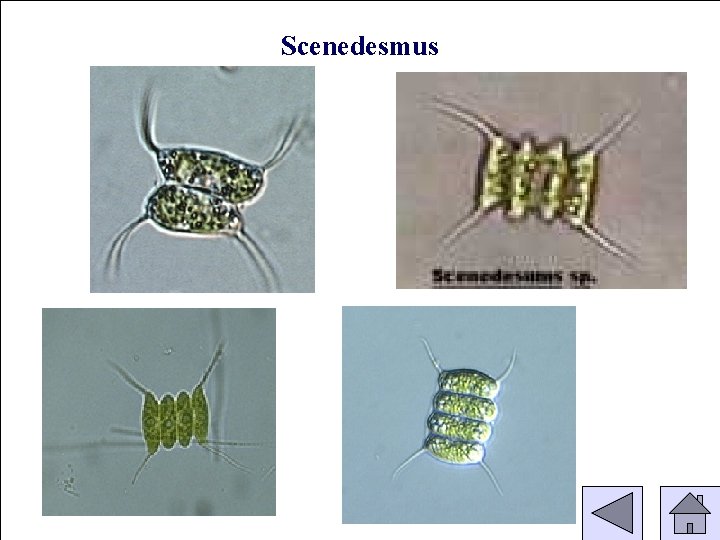 Scenedesmus 