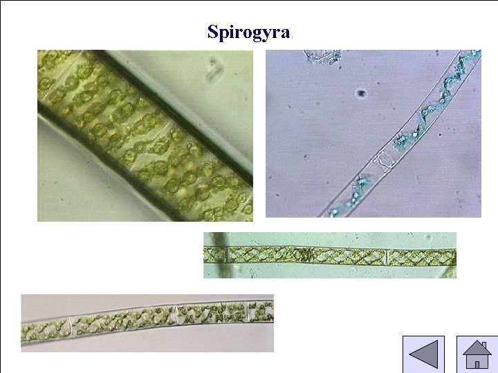 Spirogyra 