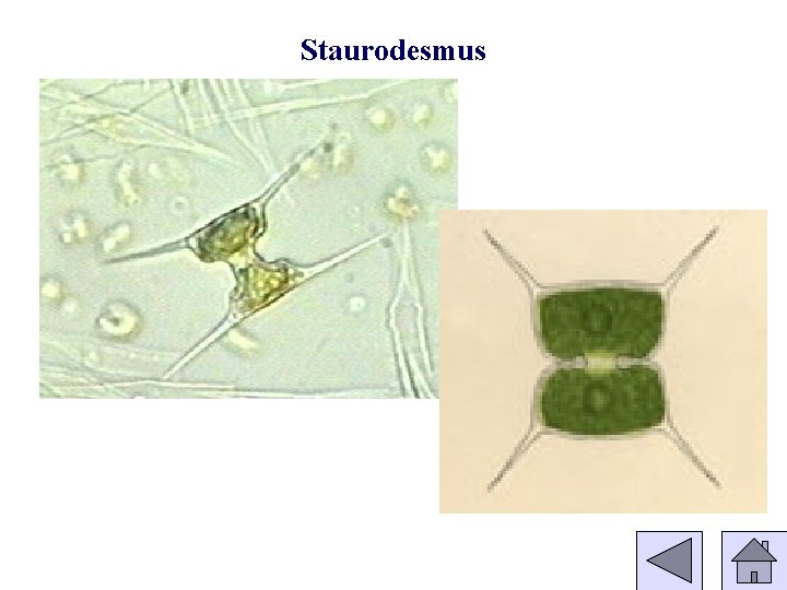 Staurodesmus 