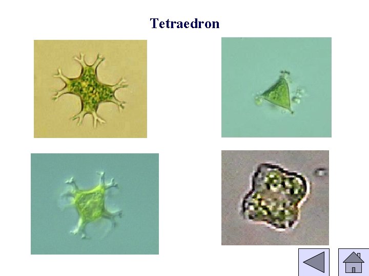Tetraedron 