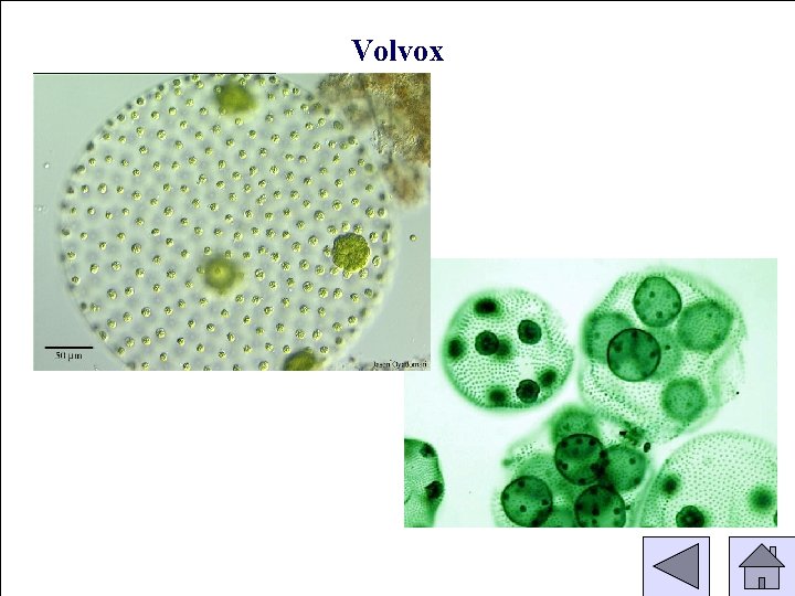 Volvox 