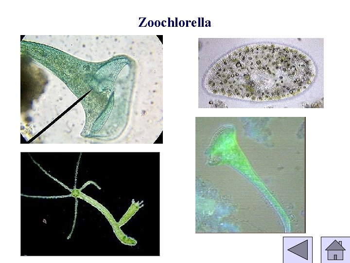 Zoochlorella 