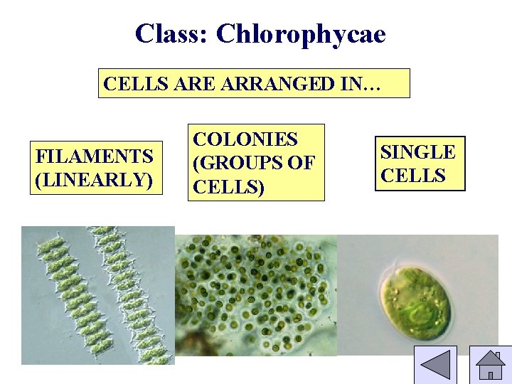 Class: Chlorophycae CELLS ARE ARRANGED IN… FILAMENTS (LINEARLY) COLONIES (GROUPS OF CELLS) SINGLE CELLS