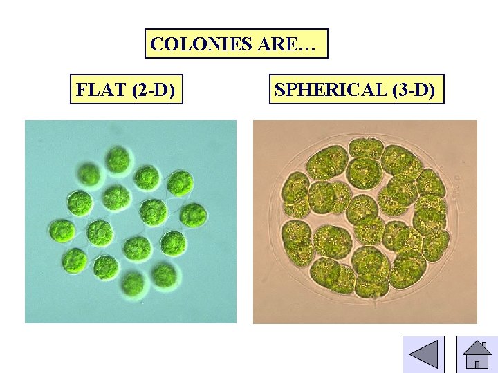 COLONIES ARE… FLAT (2 -D) SPHERICAL (3 -D) 