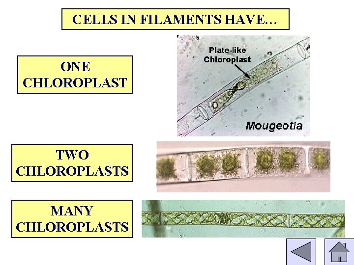CELLS IN FILAMENTS HAVE… ONE CHLOROPLAST TWO CHLOROPLASTS MANY CHLOROPLASTS 