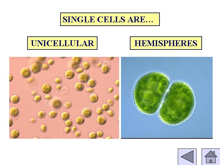 SINGLE CELLS ARE… UNICELLULAR HEMISPHERES 