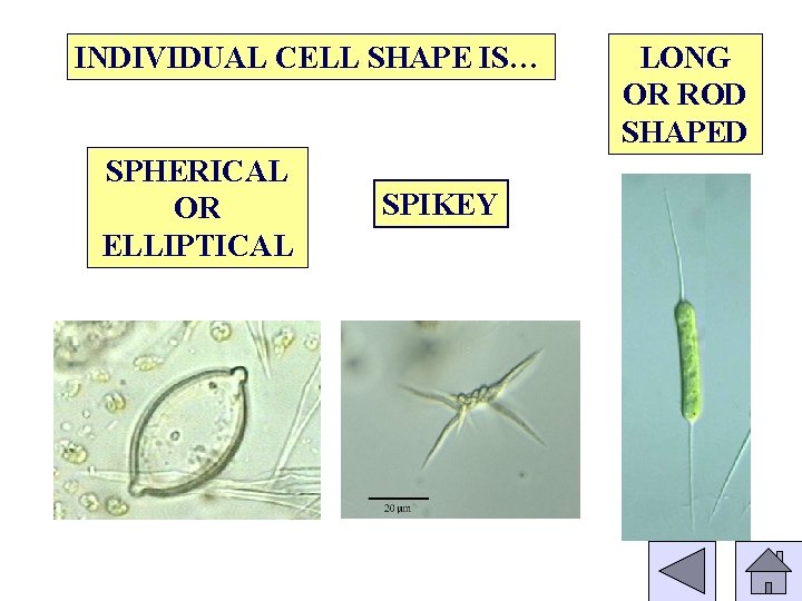 INDIVIDUAL CELL SHAPE IS… SPHERICAL OR ELLIPTICAL SPIKEY LONG OR ROD SHAPED 
