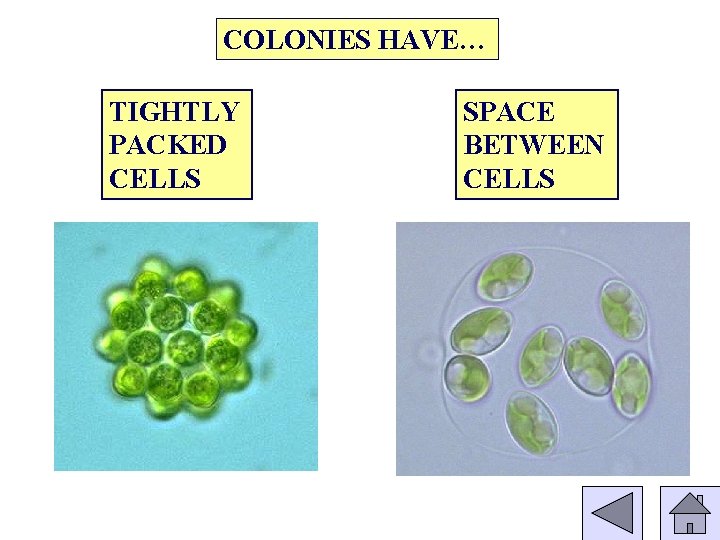 COLONIES HAVE… TIGHTLY PACKED CELLS SPACE BETWEEN CELLS 