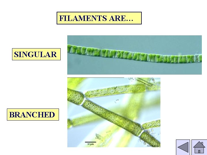 FILAMENTS ARE… SINGULAR BRANCHED 