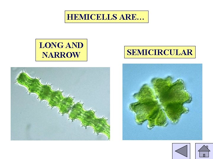 HEMICELLS ARE… LONG AND NARROW SEMICIRCULAR 