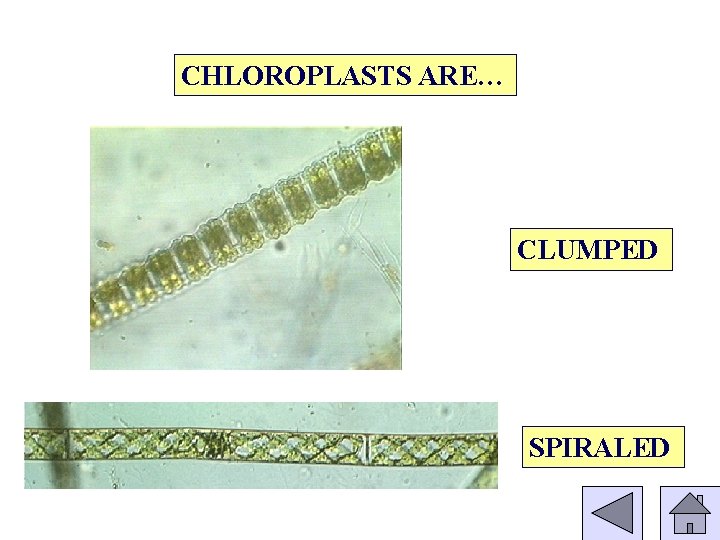 CHLOROPLASTS ARE… CLUMPED SPIRALED 