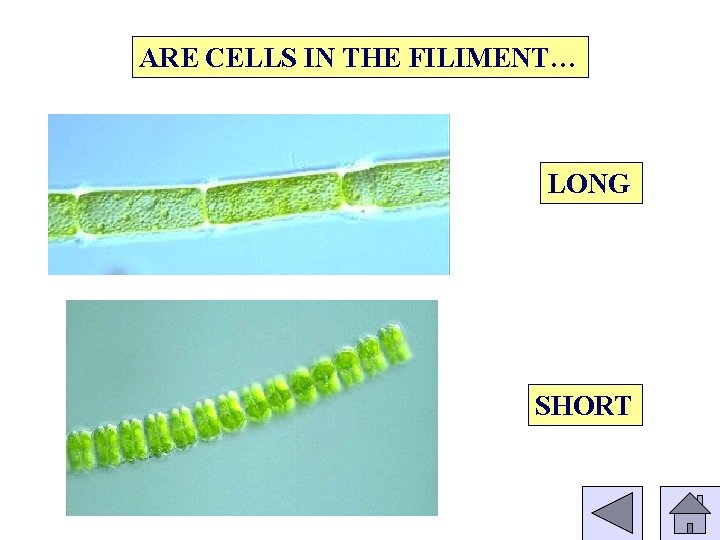 ARE CELLS IN THE FILIMENT… LONG SHORT 