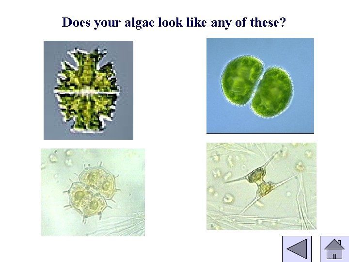 Does your algae look like any of these? 