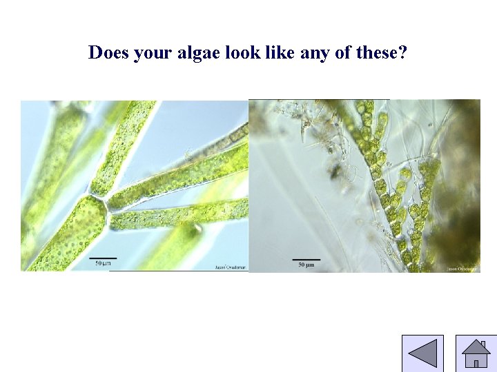Does your algae look like any of these? 