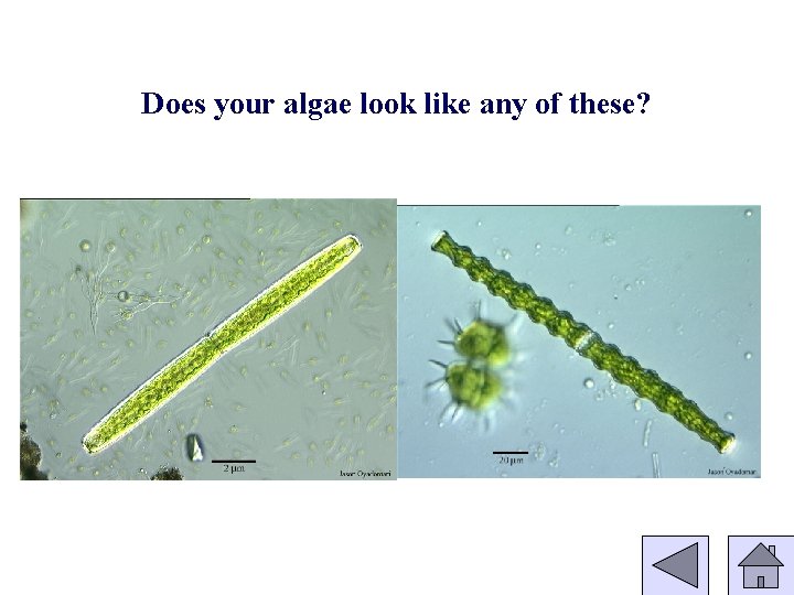 Does your algae look like any of these? 