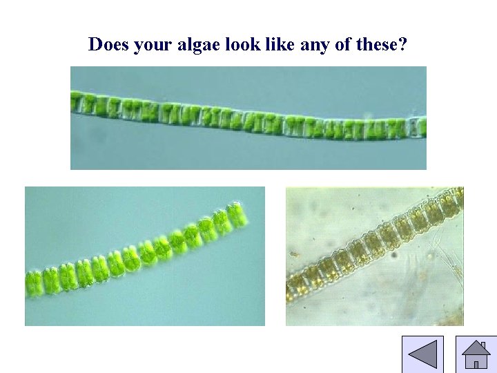 Does your algae look like any of these? 