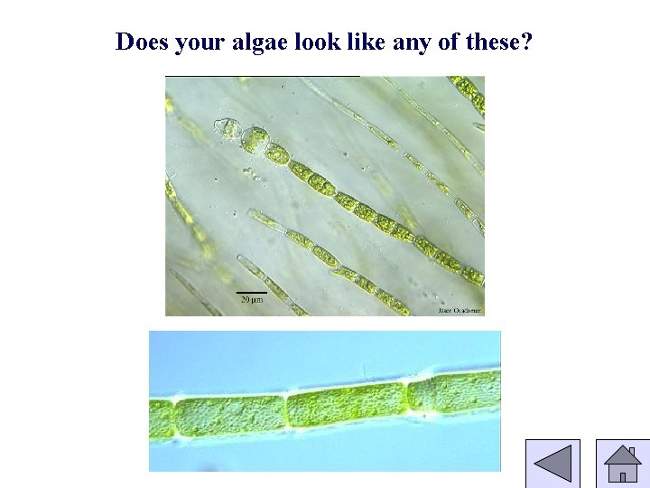 Does your algae look like any of these? 
