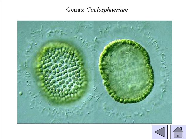 Genus: Coelosphaerium 