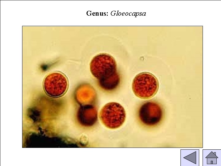 Genus: Gloeocapsa 