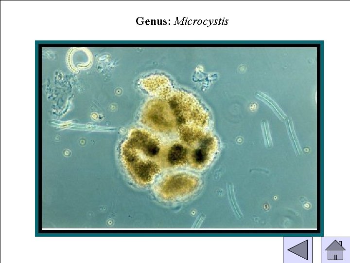 Genus: Microcystis 