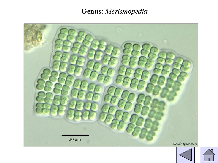 Genus: Merismopedia 