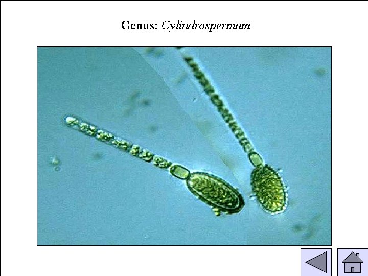 Genus: Cylindrospermum 