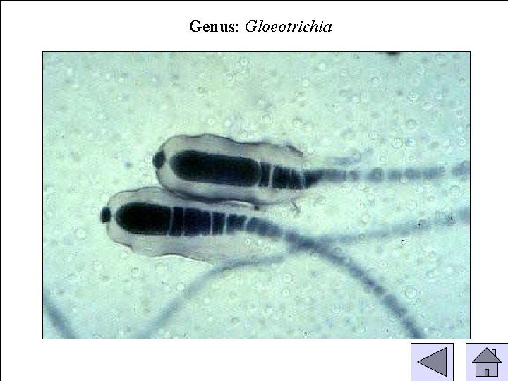Genus: Gloeotrichia 