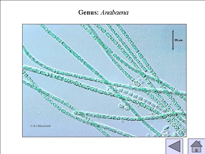 Genus: Anabaena 