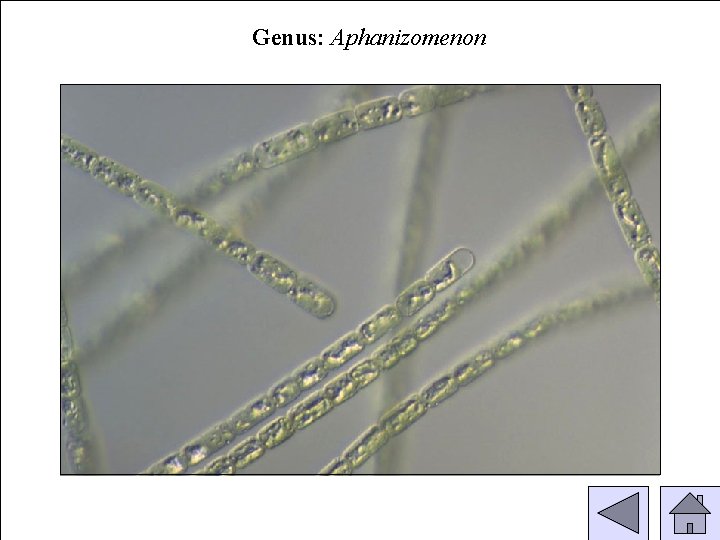 Genus: Aphanizomenon 