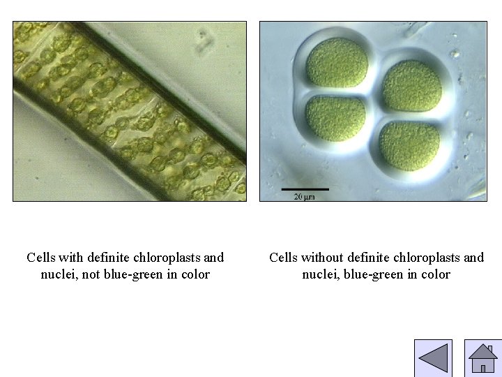 Cells with definite chloroplasts and nuclei, not blue-green in color Cells without definite chloroplasts