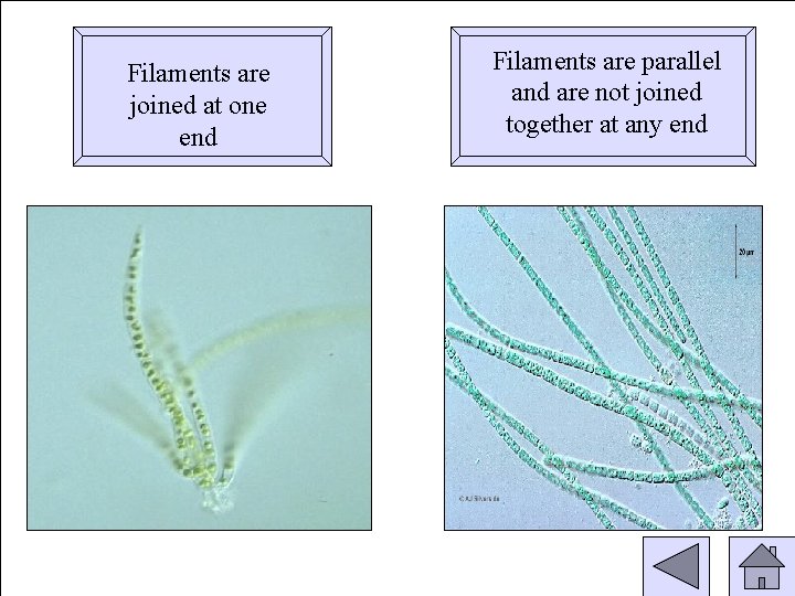 Filaments are joined at one end Filaments are parallel and are not joined together