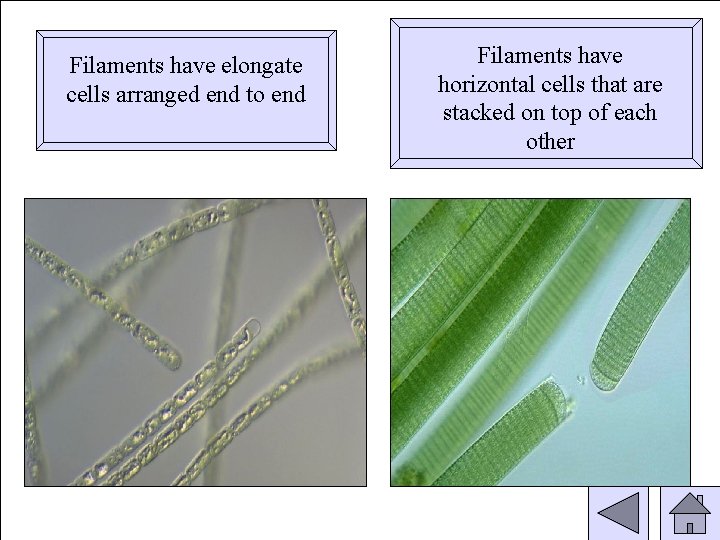 Filaments have elongate cells arranged end to end Filaments have horizontal cells that are