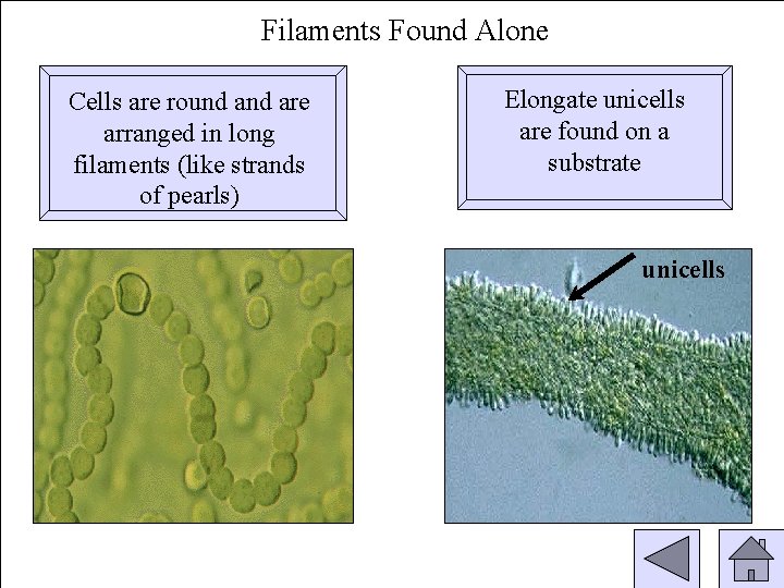 Filaments Found Alone Cells are round are arranged in long filaments (like strands of