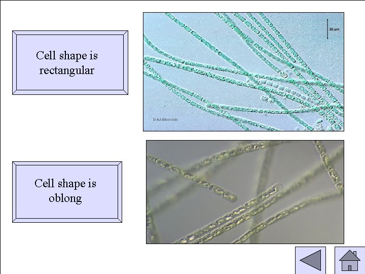 Cell shape is rectangular Cell shape is oblong 